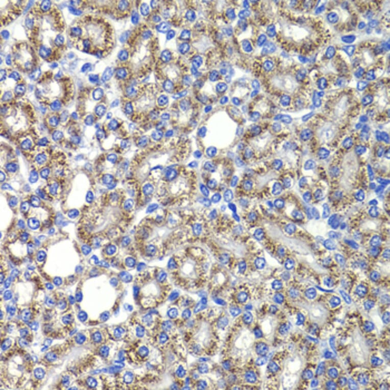 Immunohistochemistry - Anti-CSN2 Antibody (A15502) - Antibodies.com