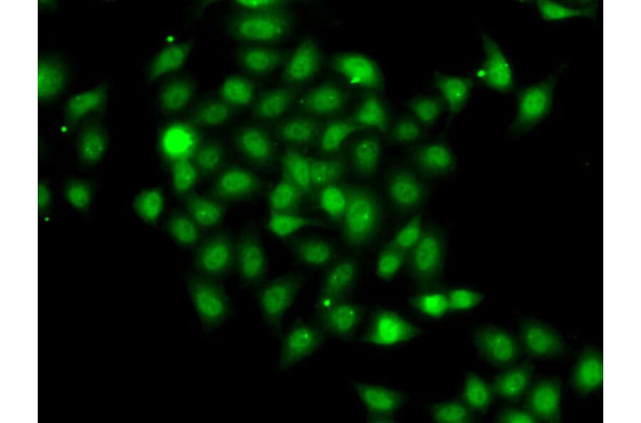 Immunofluorescence - Anti-CSN2 Antibody (A15502) - Antibodies.com