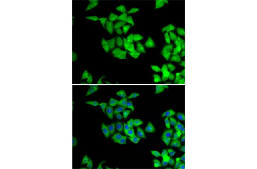 Immunofluorescence - Anti-NMT2 Antibody (A15504) - Antibodies.com
