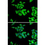 Immunofluorescence - Anti-NMT2 Antibody (A15504) - Antibodies.com