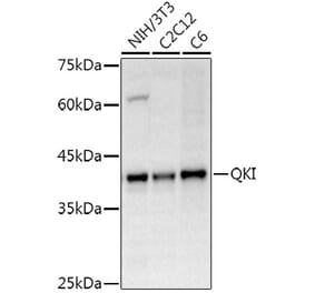 Western Blot - Anti-QKI Antibody (A15505) - Antibodies.com