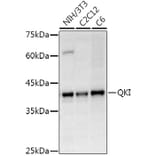 Western Blot - Anti-QKI Antibody (A15505) - Antibodies.com