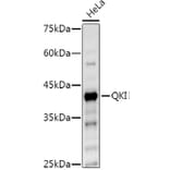 Western Blot - Anti-QKI Antibody (A15505) - Antibodies.com