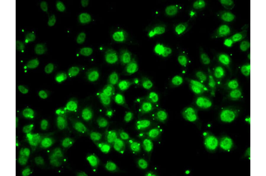 Immunofluorescence - Anti-QKI Antibody (A15505) - Antibodies.com