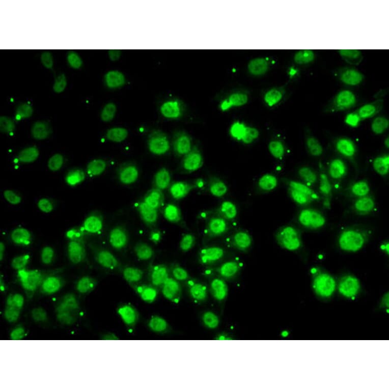 Immunofluorescence - Anti-QKI Antibody (A15505) - Antibodies.com