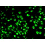 Immunofluorescence - Anti-QKI Antibody (A15505) - Antibodies.com