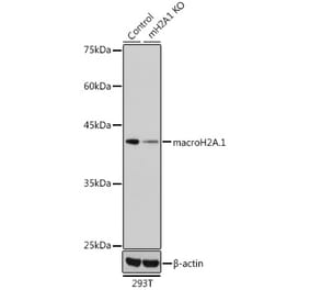 Western Blot - Anti-mH2A1 Antibody (A15507) - Antibodies.com
