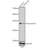 Western Blot - Anti-mH2A1 Antibody (A15507) - Antibodies.com