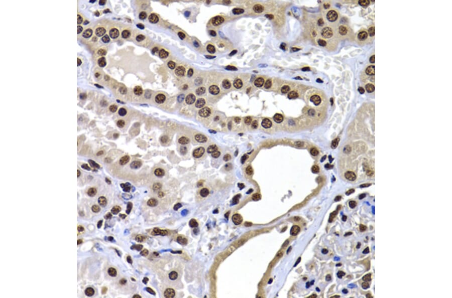 Immunohistochemistry - Anti-mH2A1 Antibody (A15507) - Antibodies.com