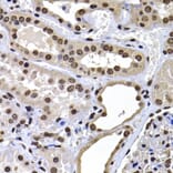 Immunohistochemistry - Anti-mH2A1 Antibody (A15507) - Antibodies.com