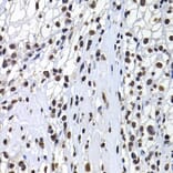 Immunohistochemistry - Anti-mH2A1 Antibody (A15507) - Antibodies.com