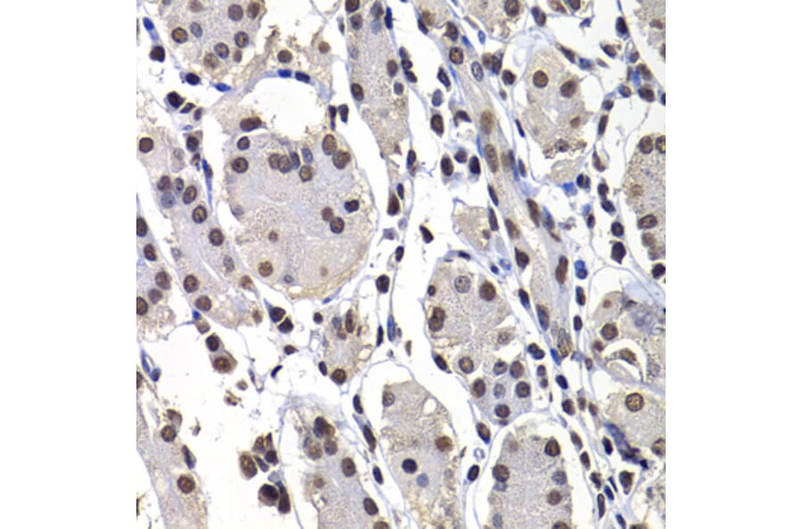 Immunohistochemistry - Anti-mH2A1 Antibody (A15507) - Antibodies.com