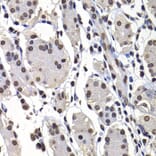 Immunohistochemistry - Anti-mH2A1 Antibody (A15507) - Antibodies.com