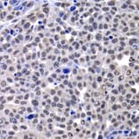 Immunohistochemistry - Anti-mH2A1 Antibody (A15507) - Antibodies.com