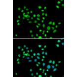 Immunofluorescence - Anti-mH2A1 Antibody (A15507) - Antibodies.com