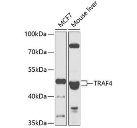 Western Blot - Anti-TRAF4 Antibody (A15508) - Antibodies.com