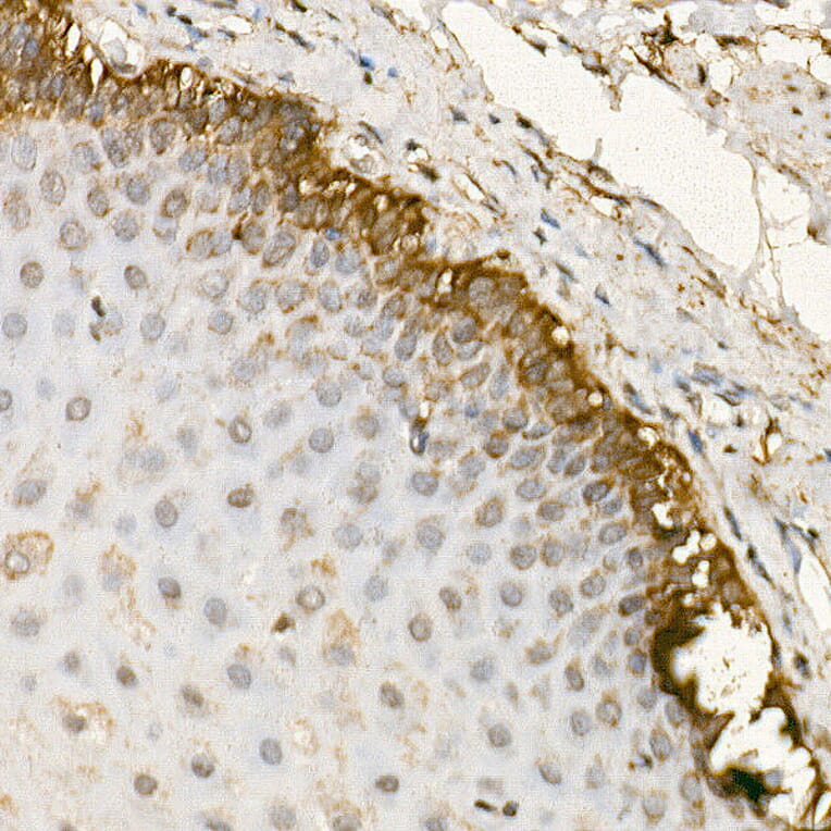 Immunohistochemistry - Anti-TRAF4 Antibody (A15508) - Antibodies.com