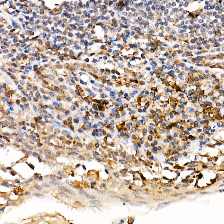 Immunohistochemistry - Anti-TRAF4 Antibody (A15508) - Antibodies.com