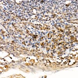 Immunohistochemistry - Anti-TRAF4 Antibody (A15508) - Antibodies.com