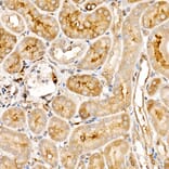 Immunohistochemistry - Anti-TRAF4 Antibody (A15508) - Antibodies.com