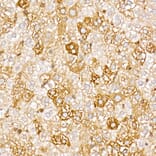 Immunohistochemistry - Anti-TRAF4 Antibody (A15508) - Antibodies.com