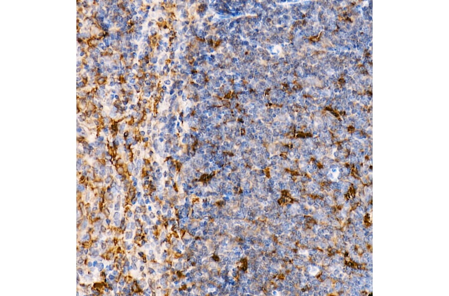 Immunohistochemistry - Anti-TRAF4 Antibody (A15508) - Antibodies.com