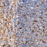 Immunohistochemistry - Anti-TRAF4 Antibody (A15508) - Antibodies.com