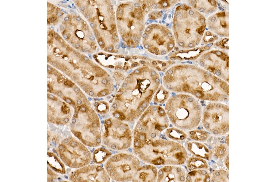 Immunohistochemistry - Anti-TRAF4 Antibody (A15508) - Antibodies.com