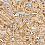 Immunohistochemistry - Anti-TRAF4 Antibody (A15508) - Antibodies.com