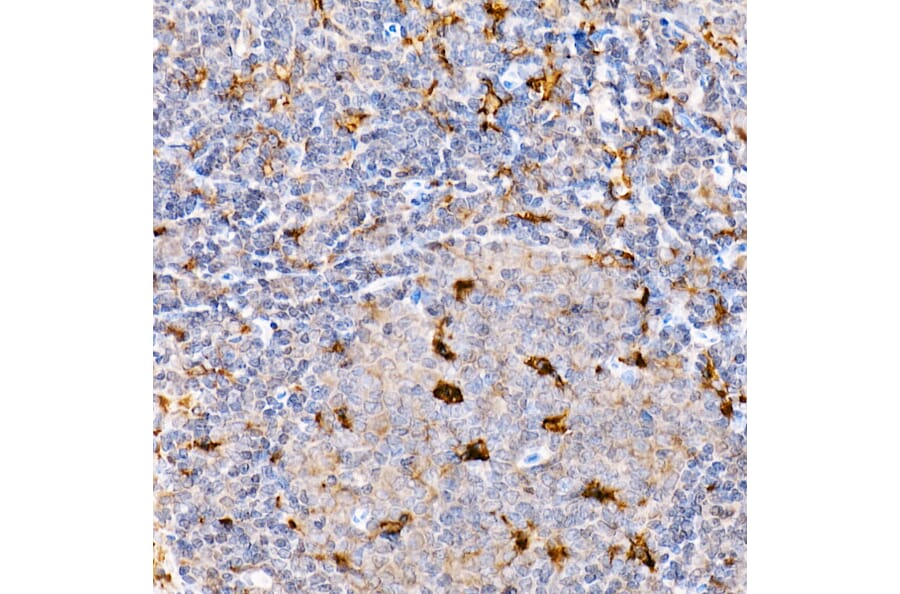 Immunohistochemistry - Anti-TRAF4 Antibody (A15508) - Antibodies.com