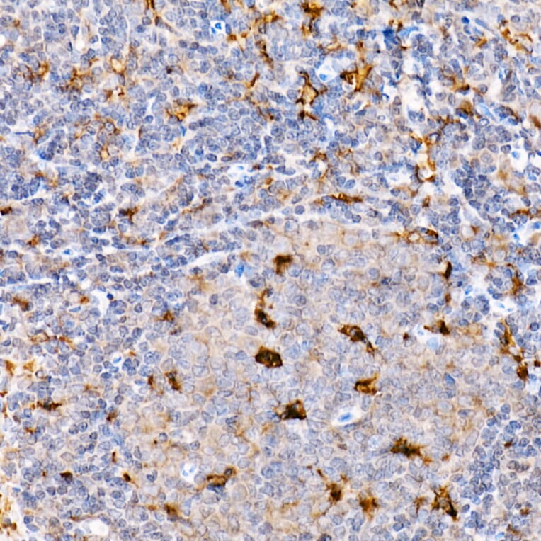 Immunohistochemistry - Anti-TRAF4 Antibody (A15508) - Antibodies.com