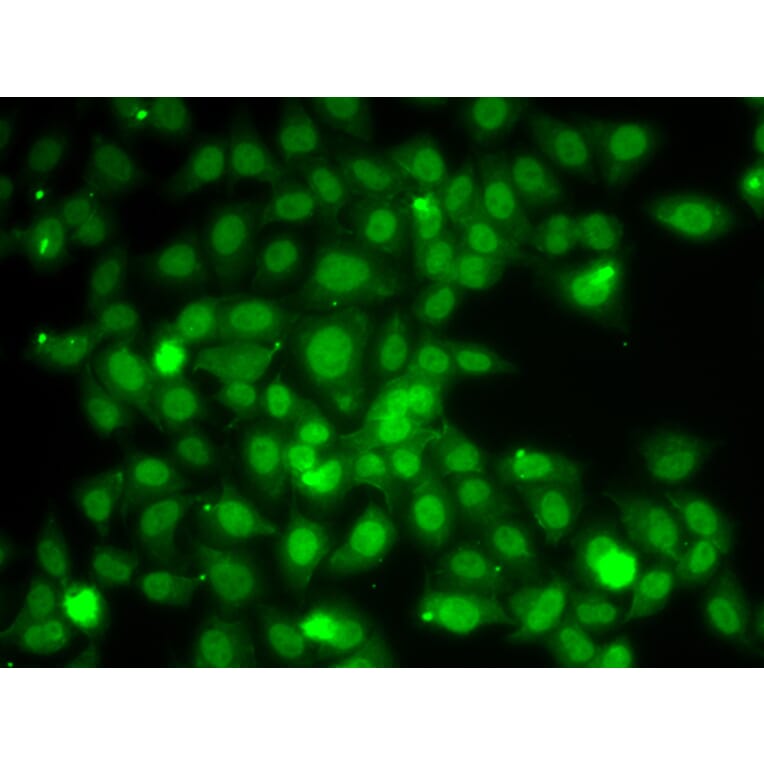 Immunofluorescence - Anti-TRAF4 Antibody (A15508) - Antibodies.com