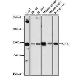 Western Blot - Anti-SCO2 Antibody (A15509) - Antibodies.com