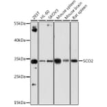 Western Blot - Anti-SCO2 Antibody (A15509) - Antibodies.com