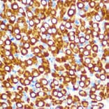 Immunohistochemistry - Anti-SCO2 Antibody (A15509) - Antibodies.com