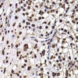 Immunohistochemistry - Anti-DNAJB6 Antibody (A15510) - Antibodies.com