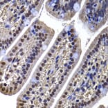 Immunohistochemistry - Anti-DNAJB6 Antibody (A15510) - Antibodies.com