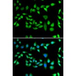 Immunofluorescence - Anti-DNAJB6 Antibody (A15510) - Antibodies.com
