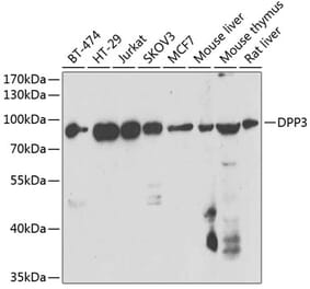 Western Blot - Anti-DPP3 Antibody (A15512) - Antibodies.com