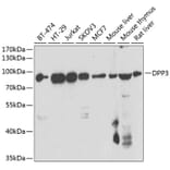 Western Blot - Anti-DPP3 Antibody (A15512) - Antibodies.com