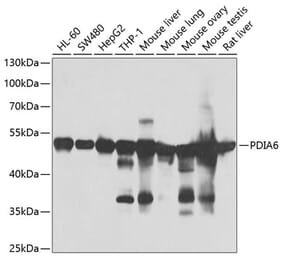 Western Blot - Anti-PDIA6 Antibody (A15513) - Antibodies.com