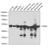 Western Blot - Anti-PDIA6 Antibody (A15513) - Antibodies.com