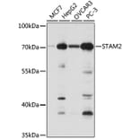 Western Blot - Anti-STAM2 Antibody (A15516) - Antibodies.com