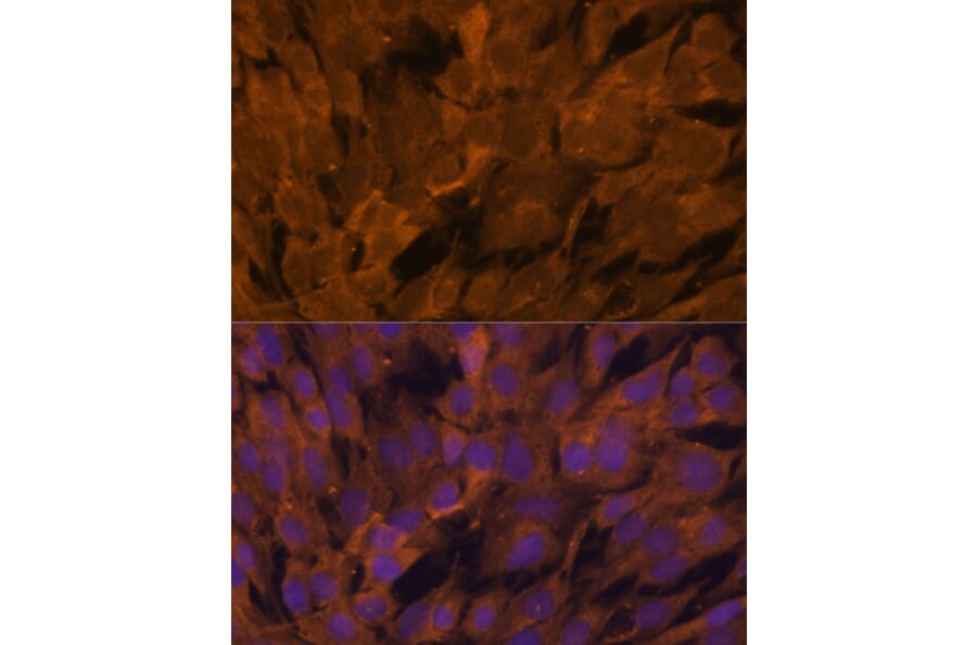 Immunofluorescence - Anti-STAM2 Antibody (A15516) - Antibodies.com