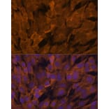 Immunofluorescence - Anti-STAM2 Antibody (A15516) - Antibodies.com