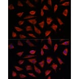 Immunofluorescence - Anti-STAM2 Antibody (A15516) - Antibodies.com