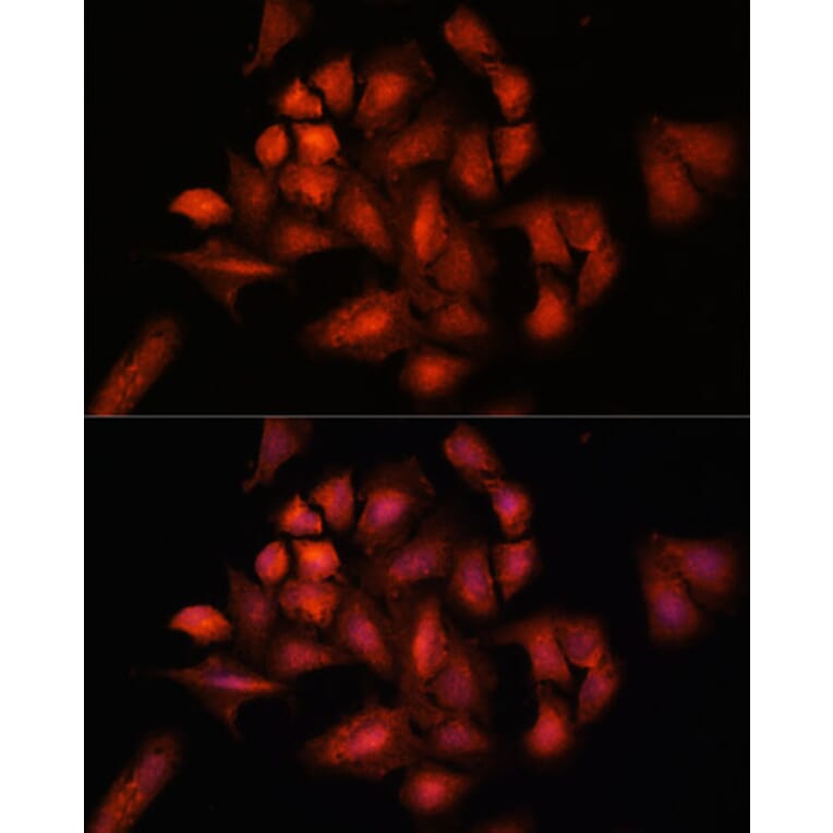 Immunofluorescence - Anti-STAM2 Antibody (A15516) - Antibodies.com