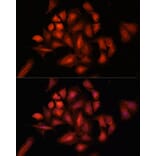 Immunofluorescence - Anti-STAM2 Antibody (A15516) - Antibodies.com