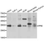 Western Blot - Anti-PPIE Antibody (A7061) - Antibodies.com