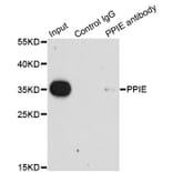 Immunoprecipitation - Anti-PPIE Antibody (A7061) - Antibodies.com